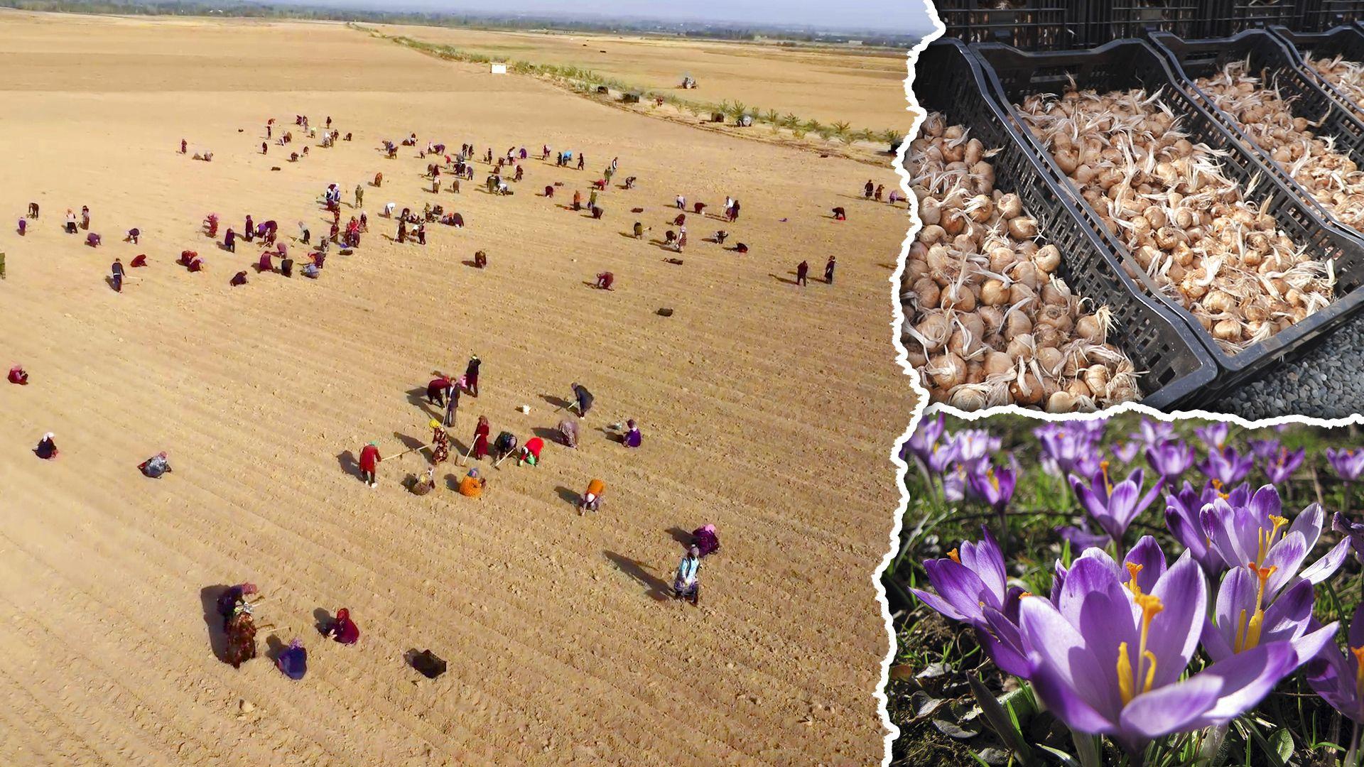 O'zbekistondagi yagona za'faron plantatsiyasiga ekskursiya