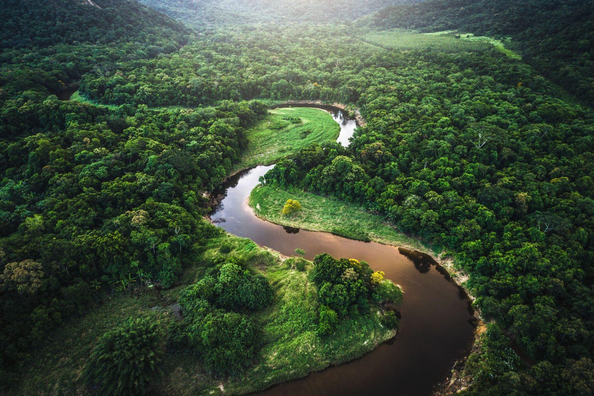 Площадь лесов Амазонии может сократиться до почти 50%