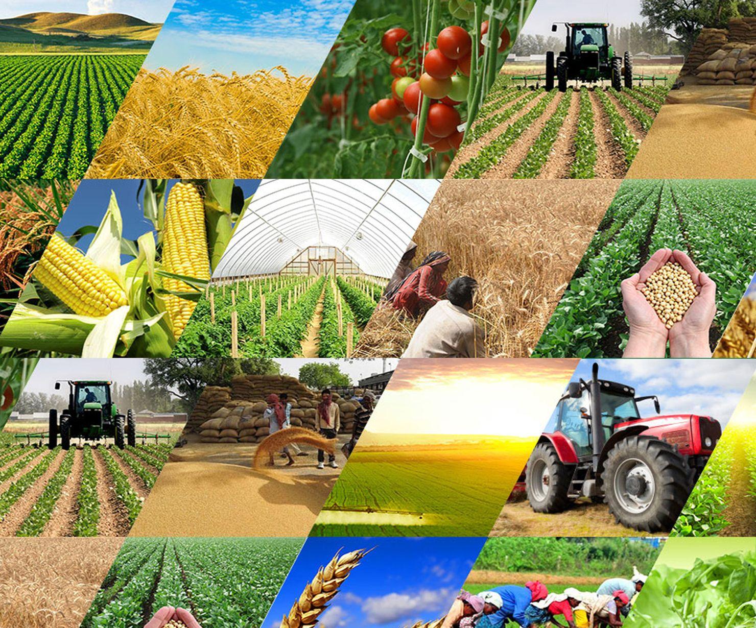 Shavkat Mirziyoyev: exports have not exceeded $2bn in agriculture and food industry