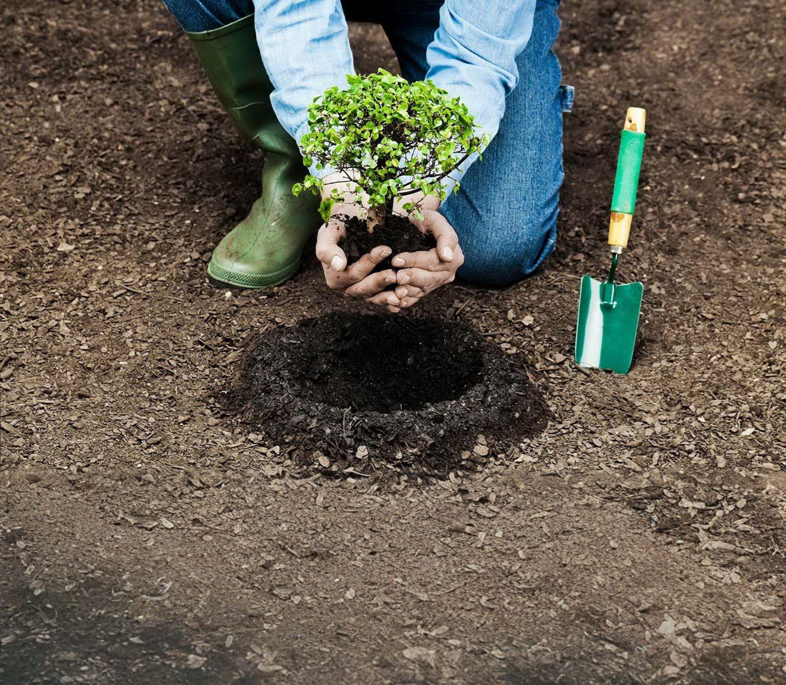 Those wishing to plant trees will be able to choose saplings according to their preference