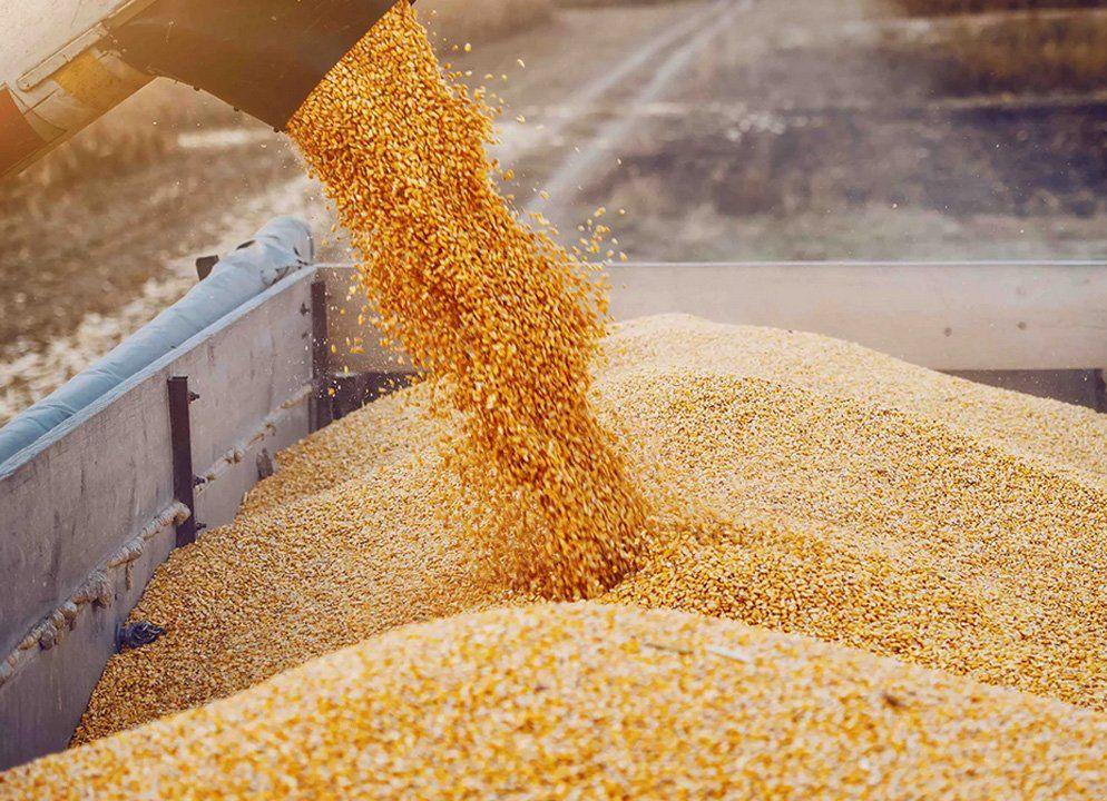 Norway intends to create grain reserves of 82,500 tonnes amid global tensions