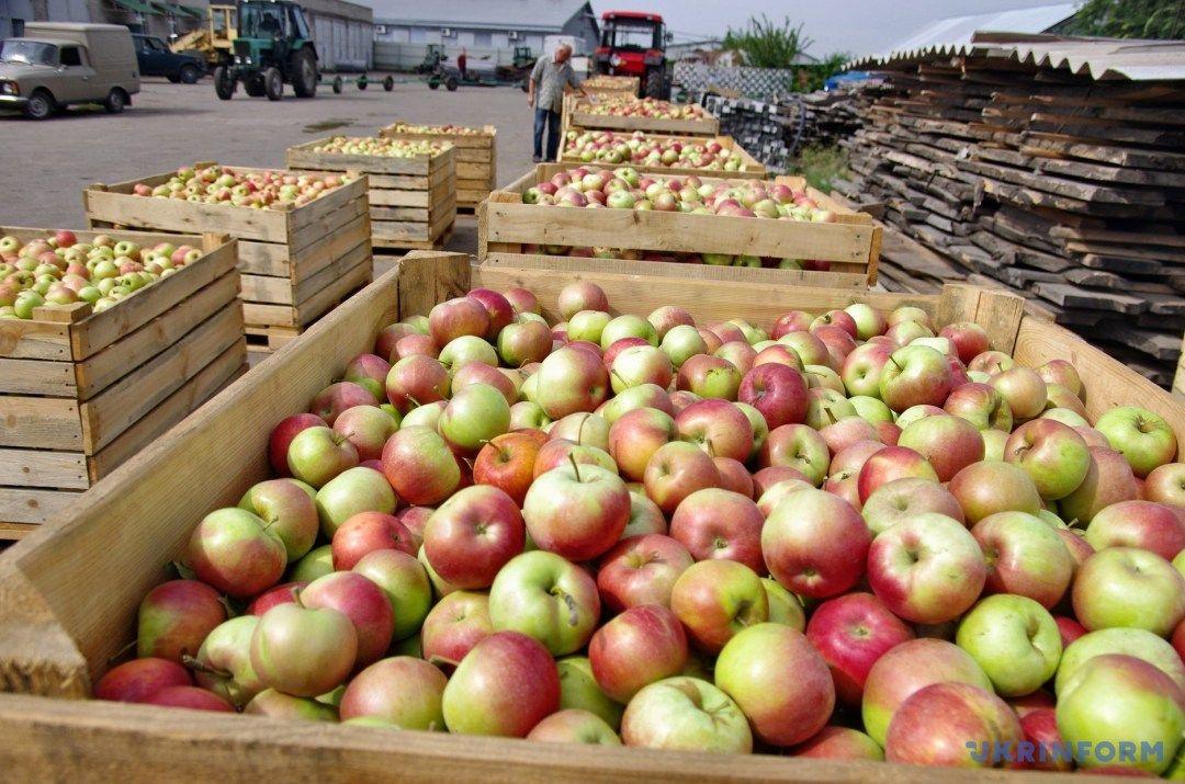 Uzbekistan earned over $21.4 million from the export of apples and apricots