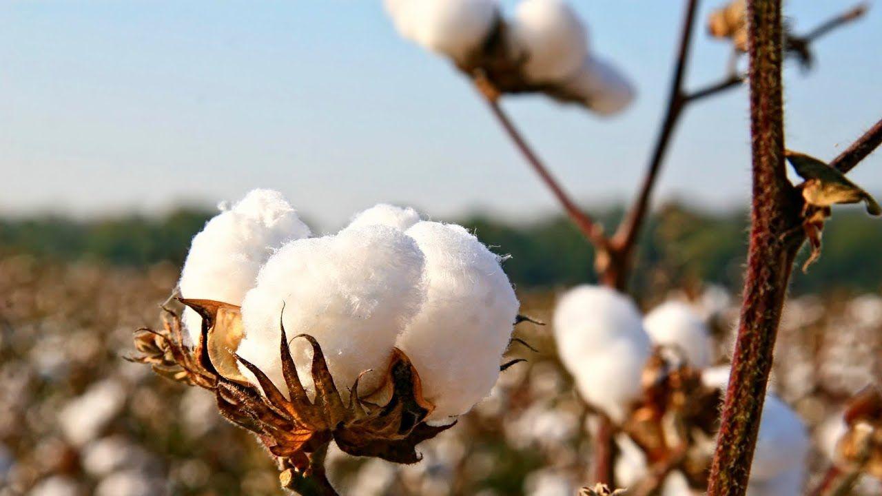 Subsidies will be allocated to those who grow raw cotton using their own funds