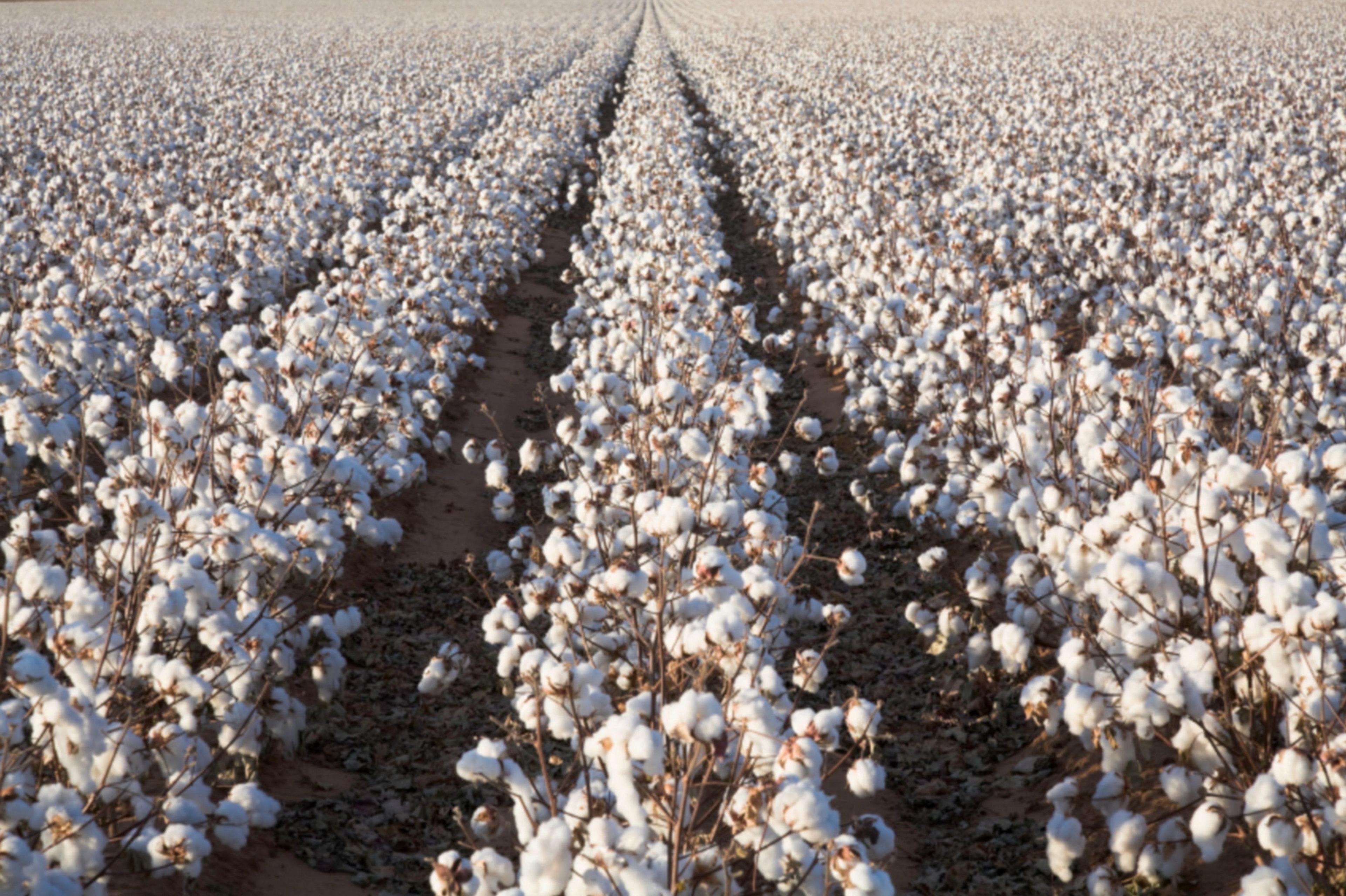 Imported cotton seeds allowed to be planted for the first time
